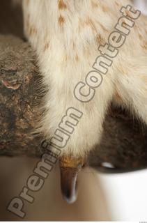 Tawny owl - Strix aluco 0044